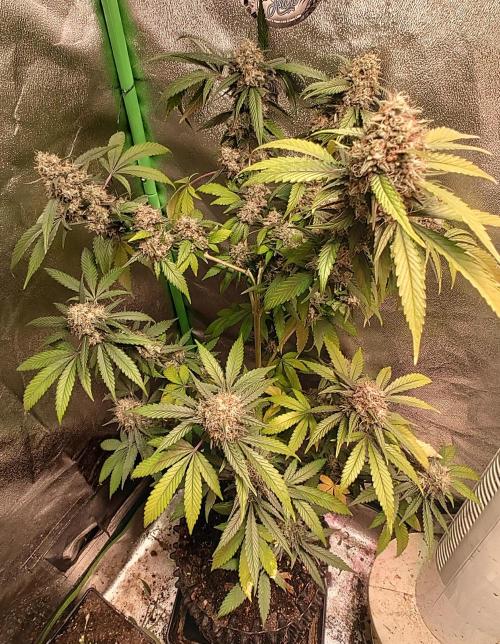 White Cheese.. Sensi seeds. Week 13