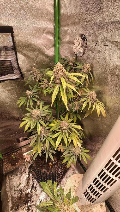 White Cheese.. Sensi seeds. Week 13