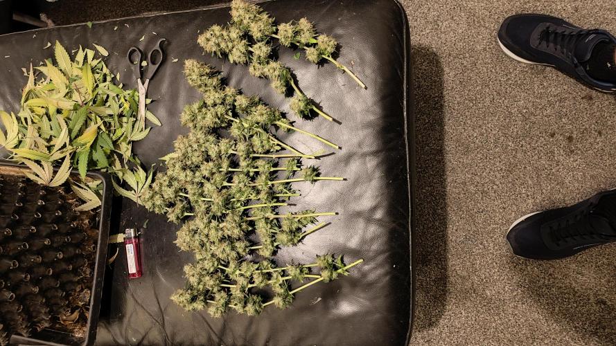 White Cheese.. Sensi seeds. Week 14