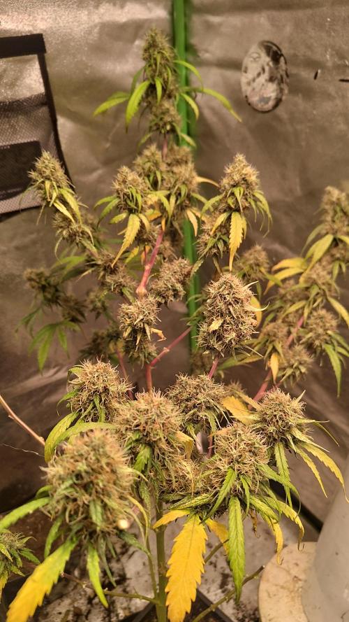 Exodus Cheese x Swaziland. Week 1