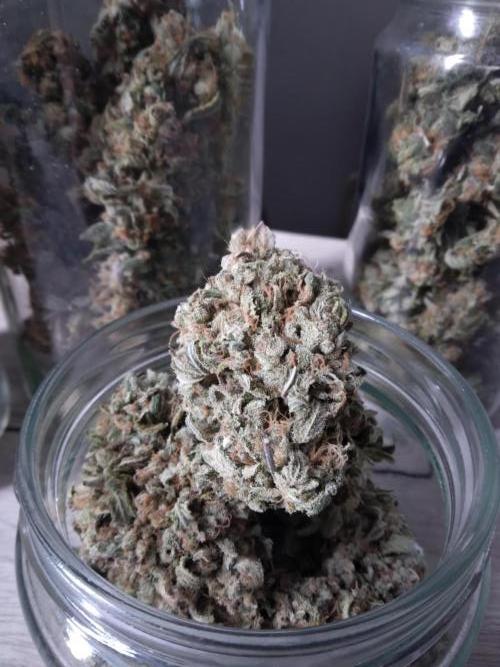 The White Sweet Candy OG One. F025. Week 15