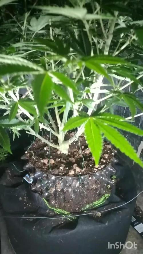 Unorthodox grow 1..coco.. plants #1 #2... seed