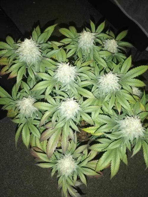 Mystery strain. Week 13