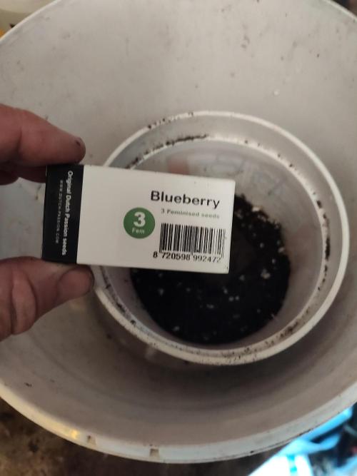 DP Blueberry SOG. Week 0 - The seeds arrived 2 days earlier than scheduled, 9 days from the day ordered 