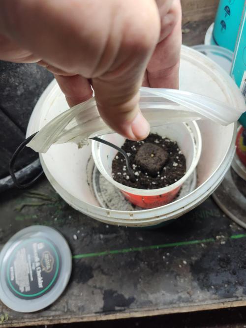 DP Blueberry SOG. Week 0 - Intact dog treat tub with lid is the germination container. 