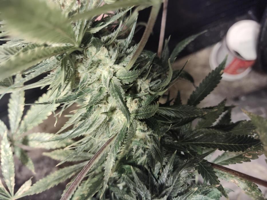 Strawberry Cough seed run. Week 1 - Placemarker