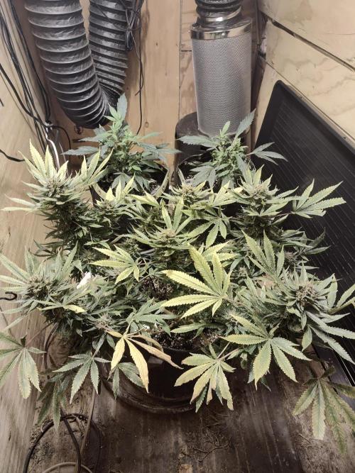 Strawberry Cough seed run. Week 2