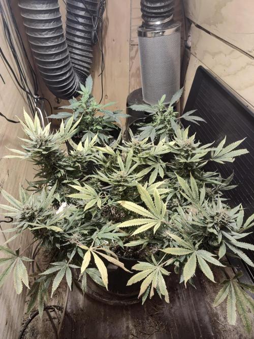 Strawberry Cough seed run. Week 2 - SC clone back left, SC cloned getting sprayed back right. 8.5 week SC in front.