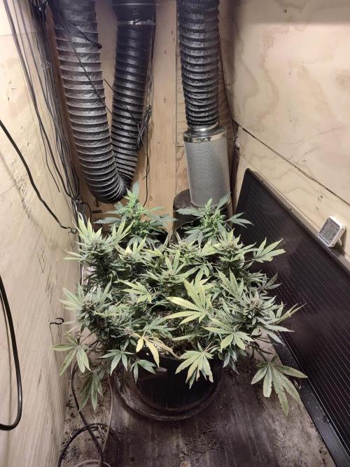 Strawberry Cough seed run. Week 2