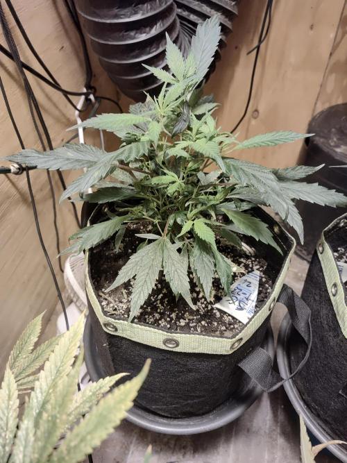 Strawberry Cough seed run. Week 2 - Female SC clone.