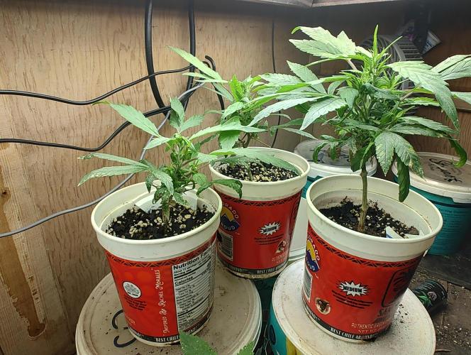 Berries, Runtz & Black Cheez SOG. Week 4 - 3 rooted SC clones exhibiting "reveg" leaves despite coming from a vegged Momma.