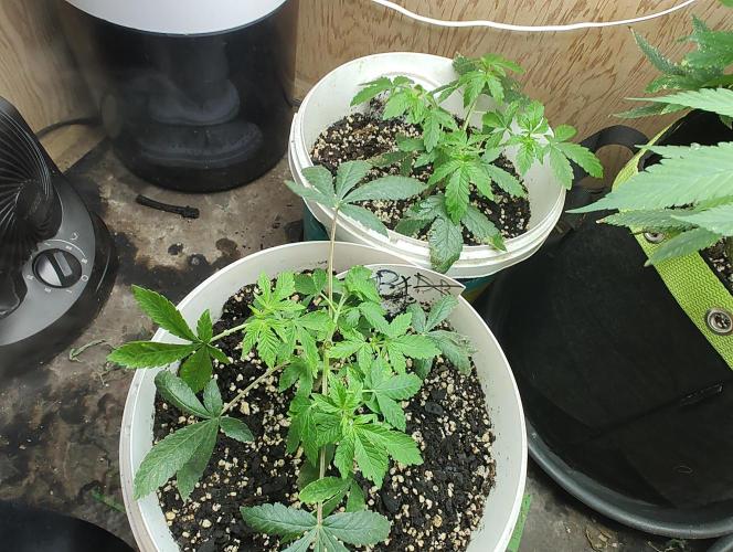 Berries, Runtz & Black Cheez SOG. Week 4 - Mommas: BB in back, JR in front.