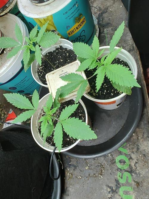 Berries, Runtz & Black Cheez SOG. Week 4 - Shannon's unknown Cheez x Black Domina seedlings. Shannon's Black Cheez.