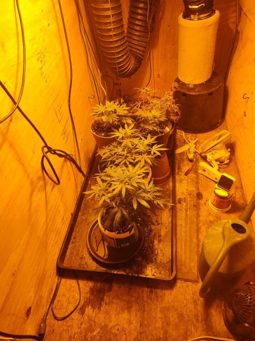 Berries, Runtz & Black Cheez SOG. Week 5 - SC pollen donor front, SC pollen receiver mid, BB back R, JR back L & a fried SC