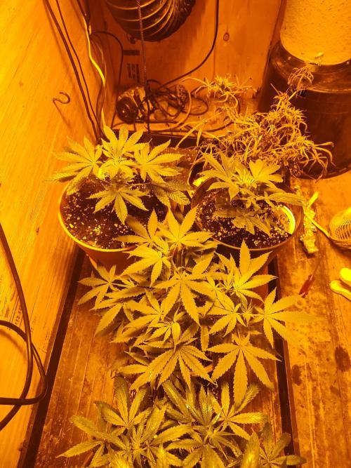 Berries, Runtz & Black Cheez SOG. Week 5