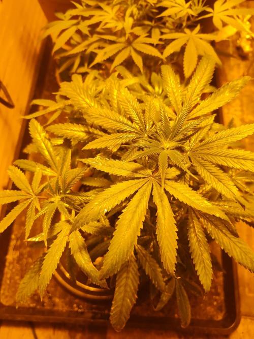 Berries, Runtz & Black Cheez SOG. Week 5 - Pollen donor showing female pre flowers, waiting for signs of male flowers.