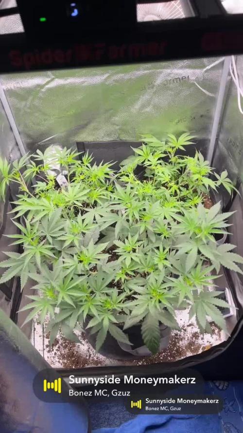 Ice Cream Haze - Dutch Passion 🏆