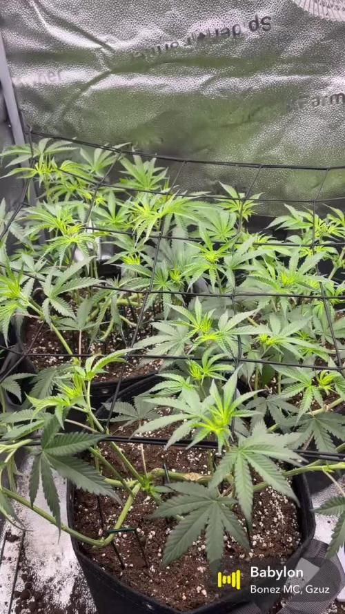 Ice Cream Haze - Dutch Passion 🏆