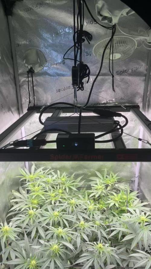 Ice Cream Haze - Dutch Passion 🏆