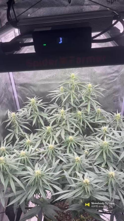 Ice Cream Haze - Dutch Passion 🏆