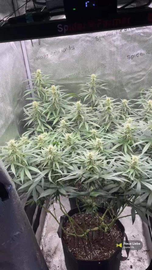 Ice Cream Haze - Dutch Passion 🏆
