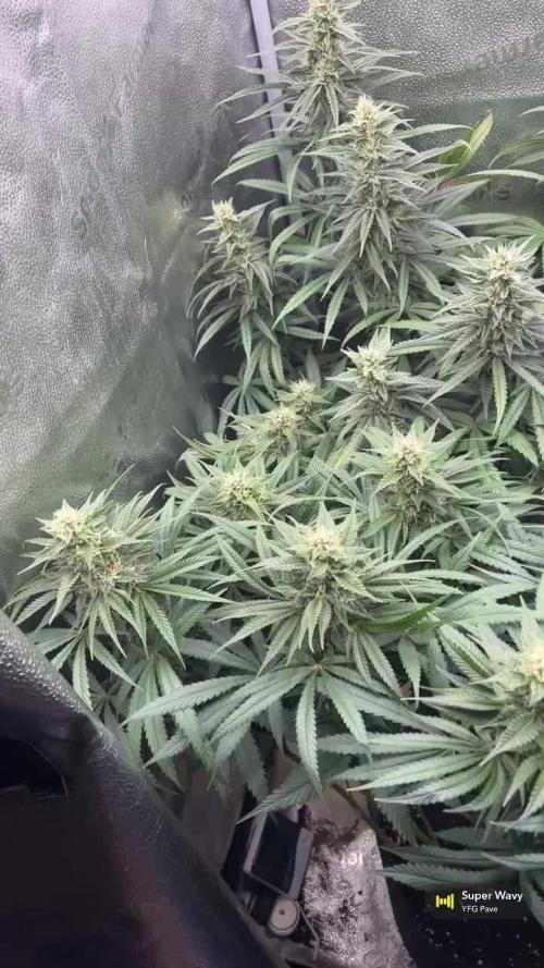 Ice Cream Haze - Dutch Passion 🏆