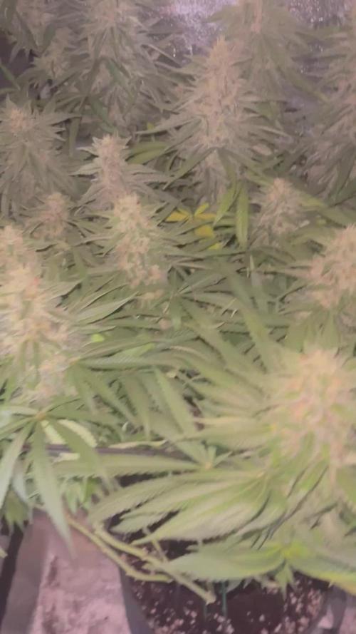 Ice Cream Haze - Dutch Passion 🏆