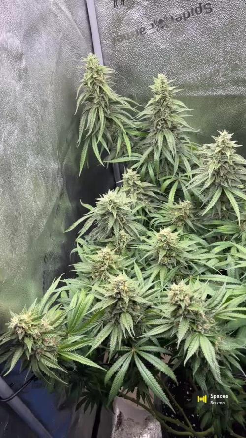 Ice Cream Haze - Dutch Passion 🏆