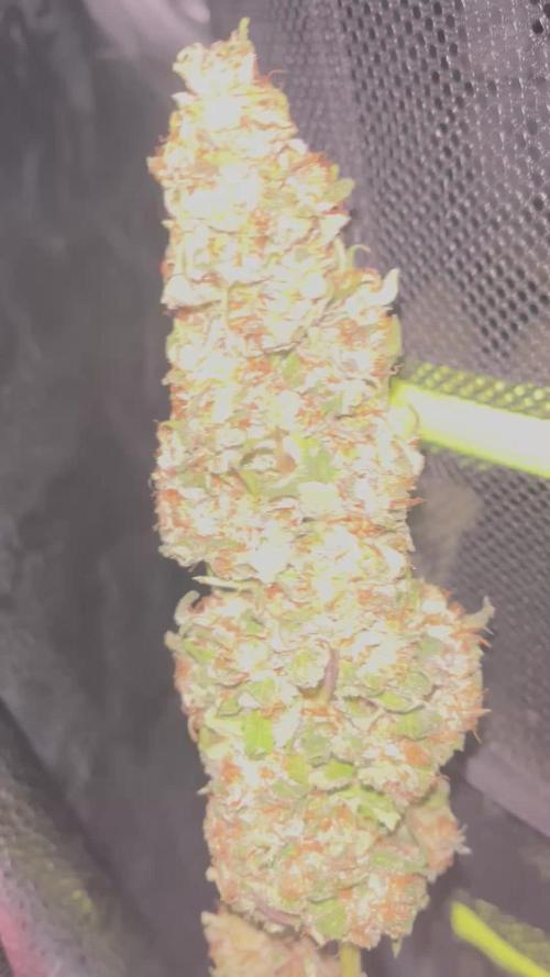 Ice Cream Haze - Dutch Passion 🏆