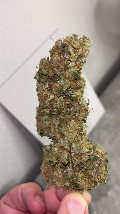 Ice Cream Haze - Dutch Passion 🏆