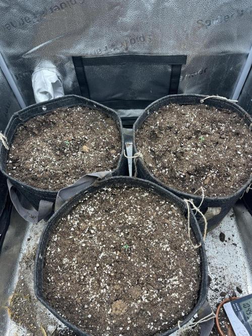 Divine OG Kush indoor run. Week 0
