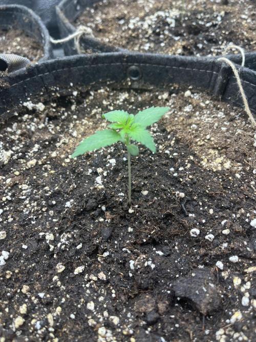 Divine OG Kush indoor run. Week 1