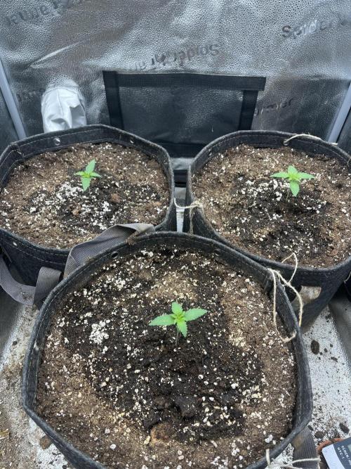 Divine OG Kush. Week 1