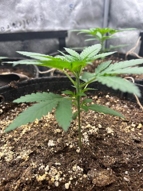 Divine OG Kush indoor run. Week 2