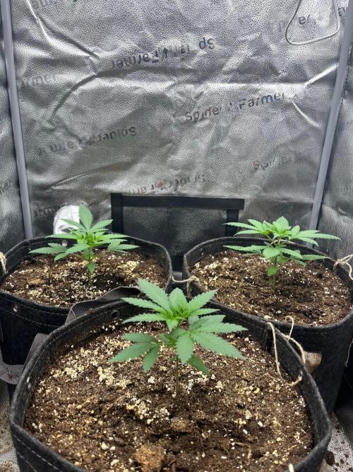 Divine OG Kush. Week 2