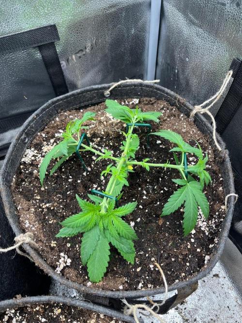 Divine OG Kush indoor run. Week 3