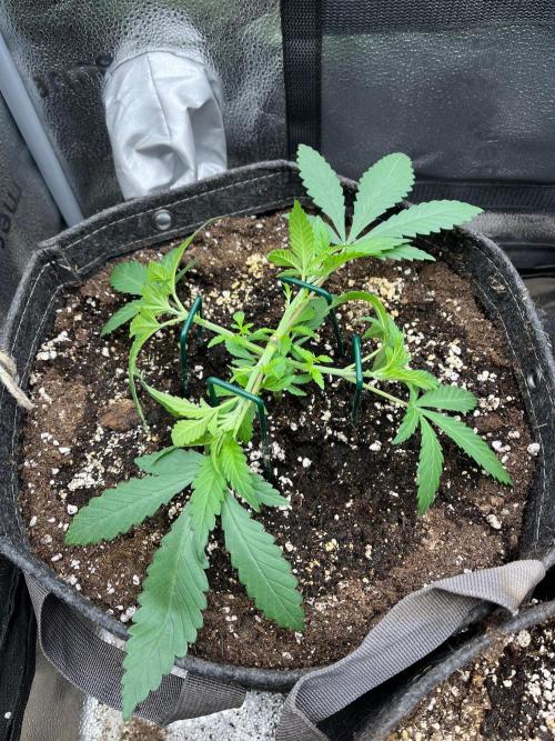 Divine OG Kush indoor run. Week 3