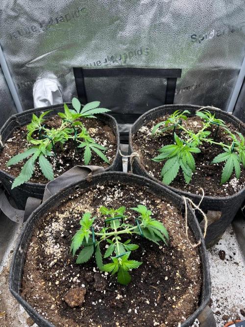 Divine OG Kush indoor run. Week 3