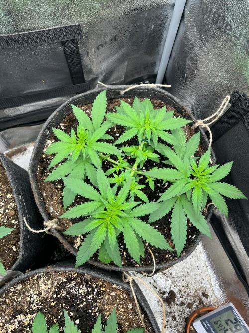 Divine OG Kush indoor run. Week 3