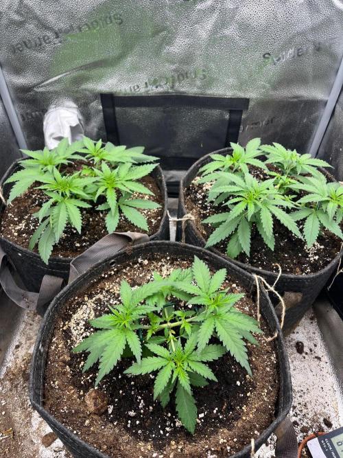 Divine OG Kush indoor run. Week 3