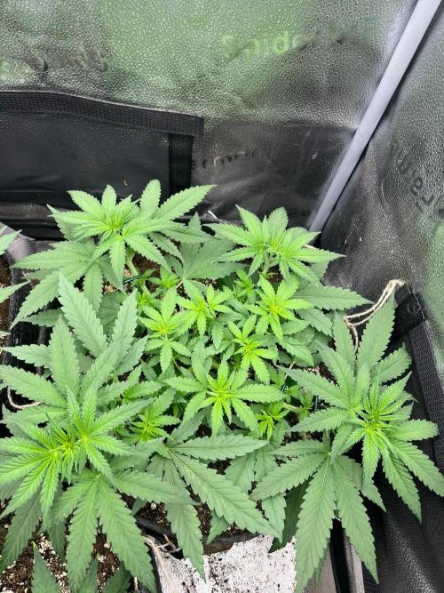 Divine OG Kush indoor run. Week 4
