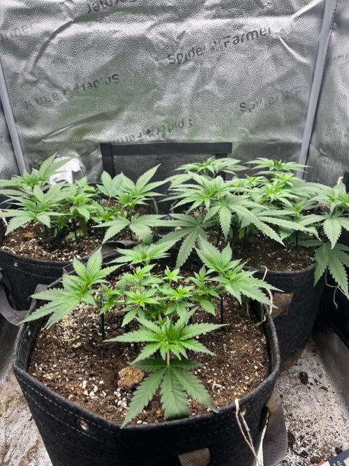 Divine OG Kush indoor run. Week 4