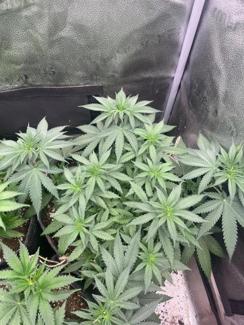 Divine OG Kush indoor run. Week 5