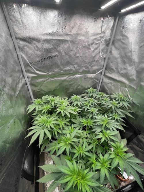 Divine OG Kush indoor run. Week 6