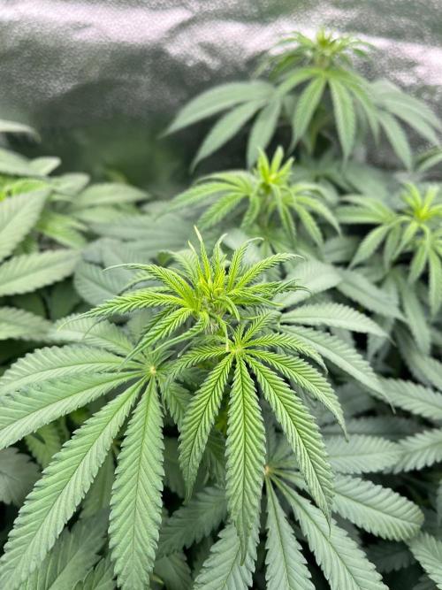 Divine OG Kush indoor run. Week 6