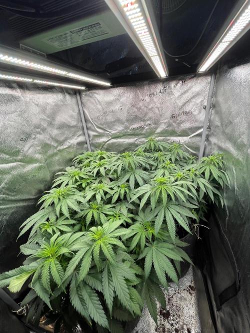 Divine OG Kush indoor run. Week 6
