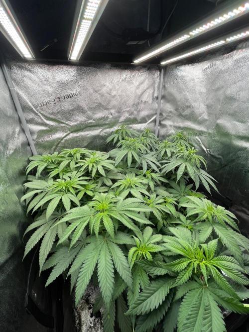 Divine OG Kush indoor run. Week 6