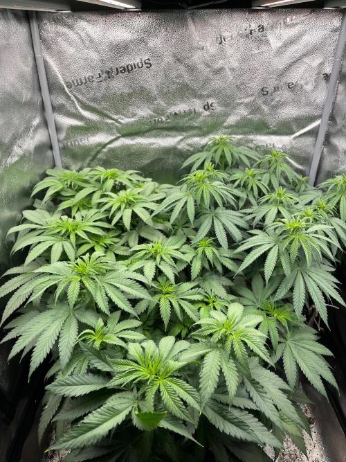 Divine OG Kush. Week 6