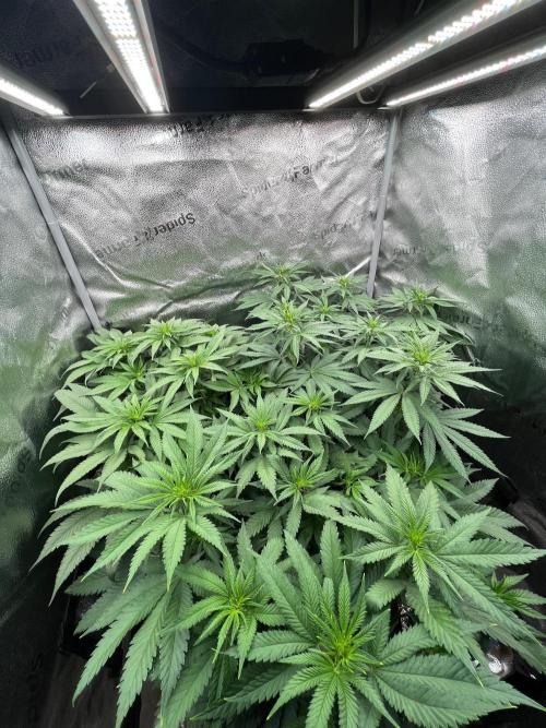 Divine OG Kush indoor run. Week 7