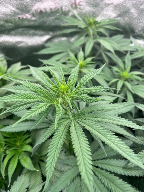 Divine OG Kush indoor run. Week 7